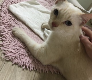 터키쉬앙고라 무료분양