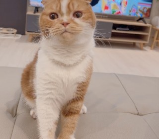 스코티쉬 폴드 무료분양
