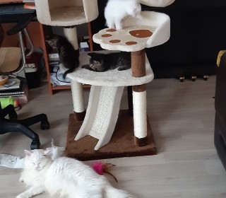 기타 무료분양