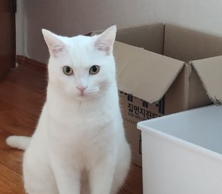 터키쉬앙고라 무료분양