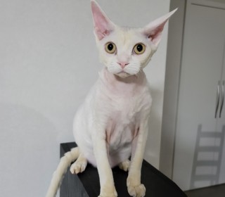 기타 무료분양