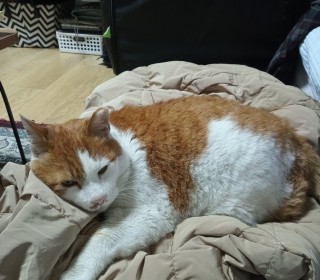 한국 고양이 무료분양