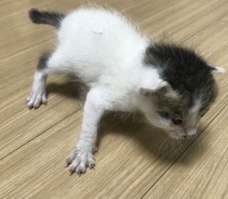 한국 고양이 무료분양