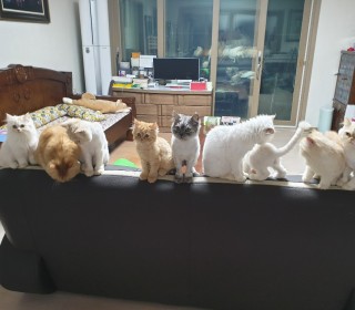 페르시안 무료분양