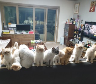 페르시안 무료분양