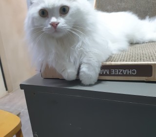 스코티쉬 폴드 무료분양