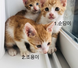 한국 고양이 무료분양