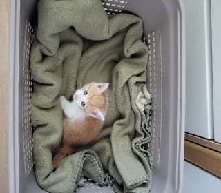 기타 무료분양