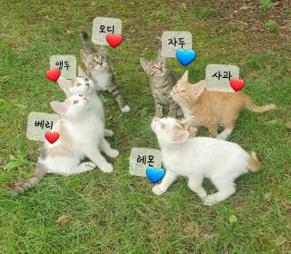 한국 고양이 무료분양