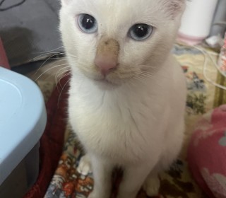 기타 무료분양