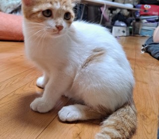 한국 고양이 무료분양