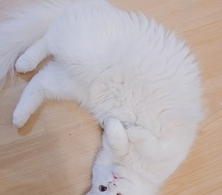 페르시안 무료분양