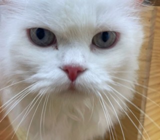 페르시안 무료분양