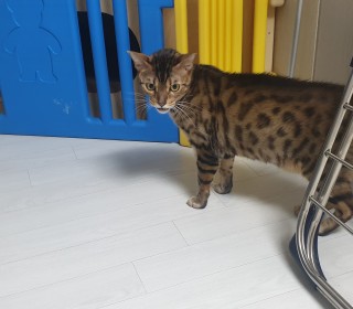 기타 무료분양