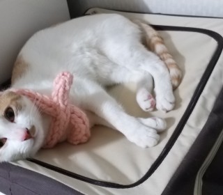 한국 고양이 무료분양