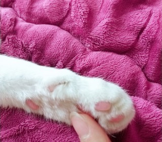 한국 고양이 무료분양