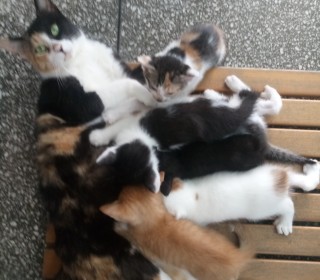 한국 고양이 무료분양