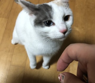 기타 무료분양