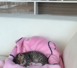 한국 고양이 무료분양