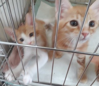 한국 고양이 무료분양