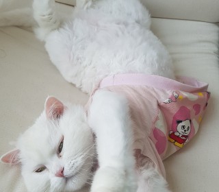 터키쉬앙고라 무료분양