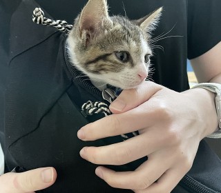 한국 고양이 무료분양