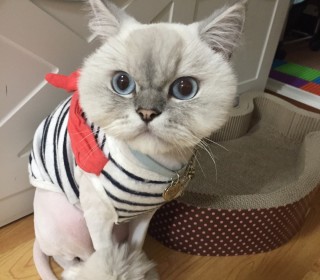 페르시안 무료분양