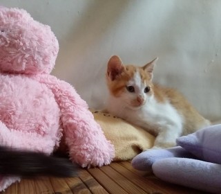 한국 고양이 무료분양