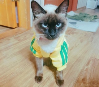샴 무료분양
