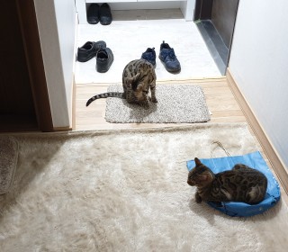 기타 무료분양