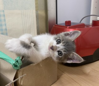 한국 고양이 무료분양