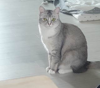 브리티쉬숏 무료분양