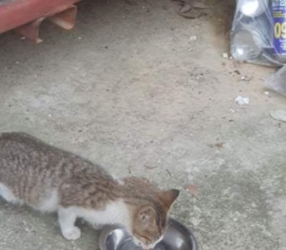 한국 고양이 무료분양