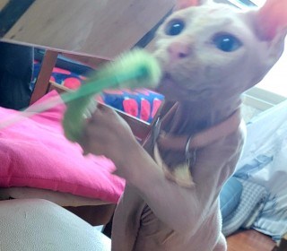 기타 무료분양