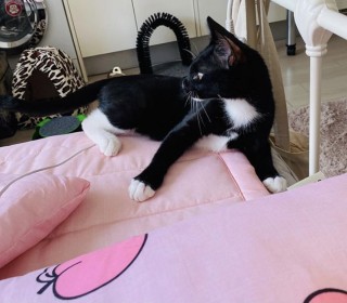 한국 고양이 무료분양