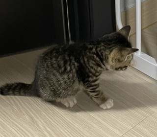 한국 고양이 무료분양