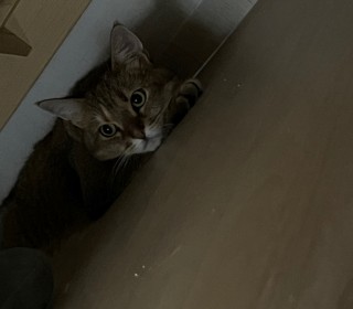 기타 무료분양