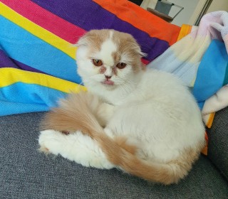 스코티쉬 폴드 무료분양