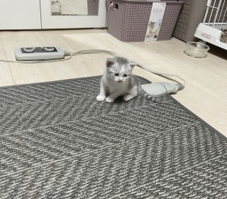 브리티쉬숏 무료분양