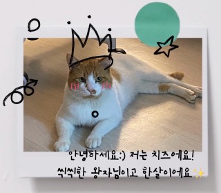 한국 고양이 무료분양