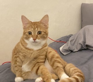 한국 고양이 무료분양