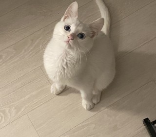 터키쉬앙고라 무료분양