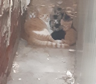 한국 고양이 무료분양