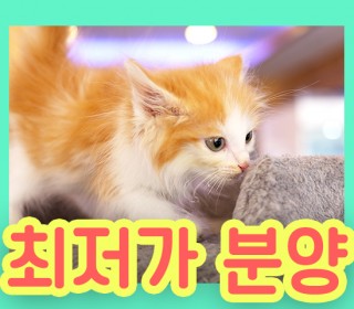 러시안 블루 무료분양