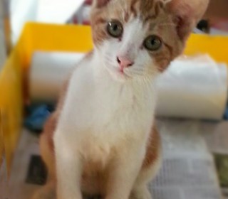 한국 고양이 무료분양