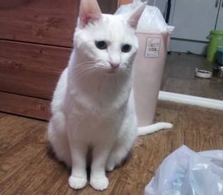 터키쉬앙고라 무료분양