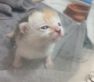 한국 고양이 무료분양