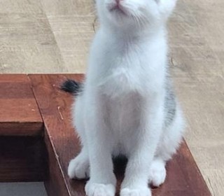 한국 고양이 무료분양