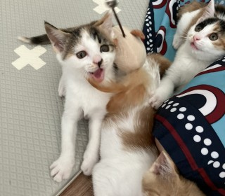한국 고양이 무료분양