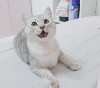 페르시안 무료분양